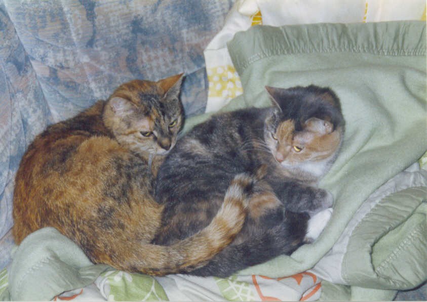 Gatti (86)
